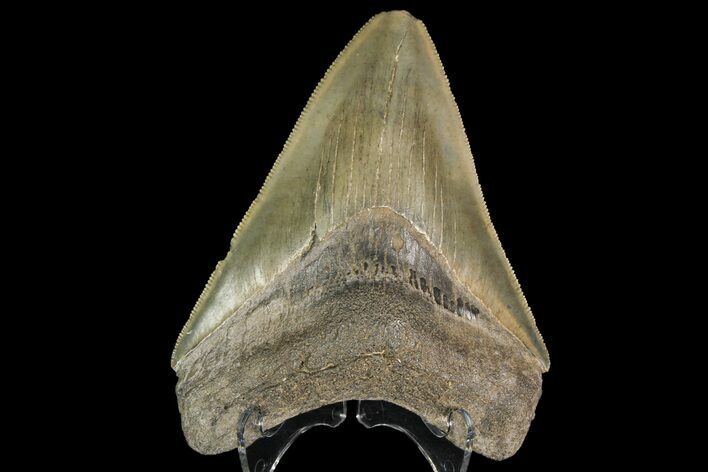 Fossil Megalodon Tooth - Georgia #138991